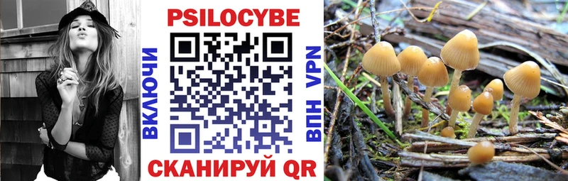 Галлюциногенные грибы Psilocybine cubensis  цена   KRAKEN рабочий сайт  Шебекино 